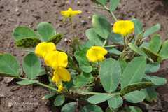 Arachis hypogaea